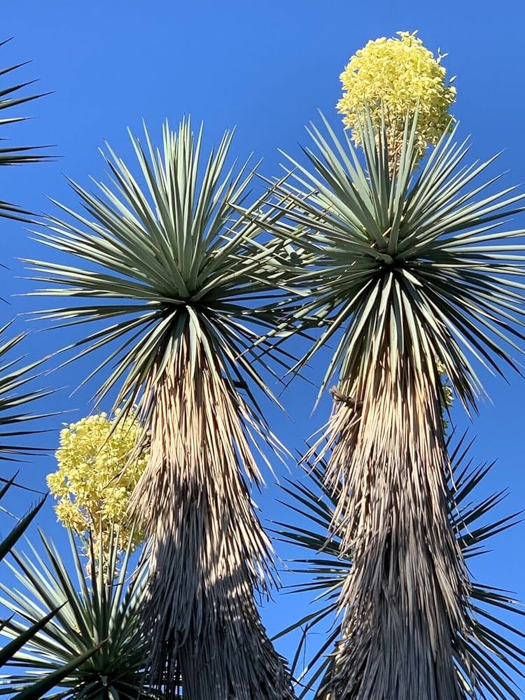 Amazon.com : 10 Seeds Blue Yucca Tree | Yucca rigida Agave